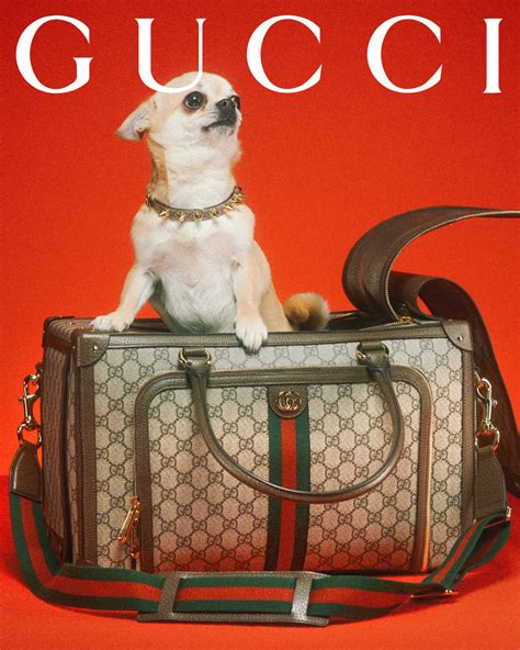 ad cartoon dog spraying champagne gucci|new Gucci pet collection.